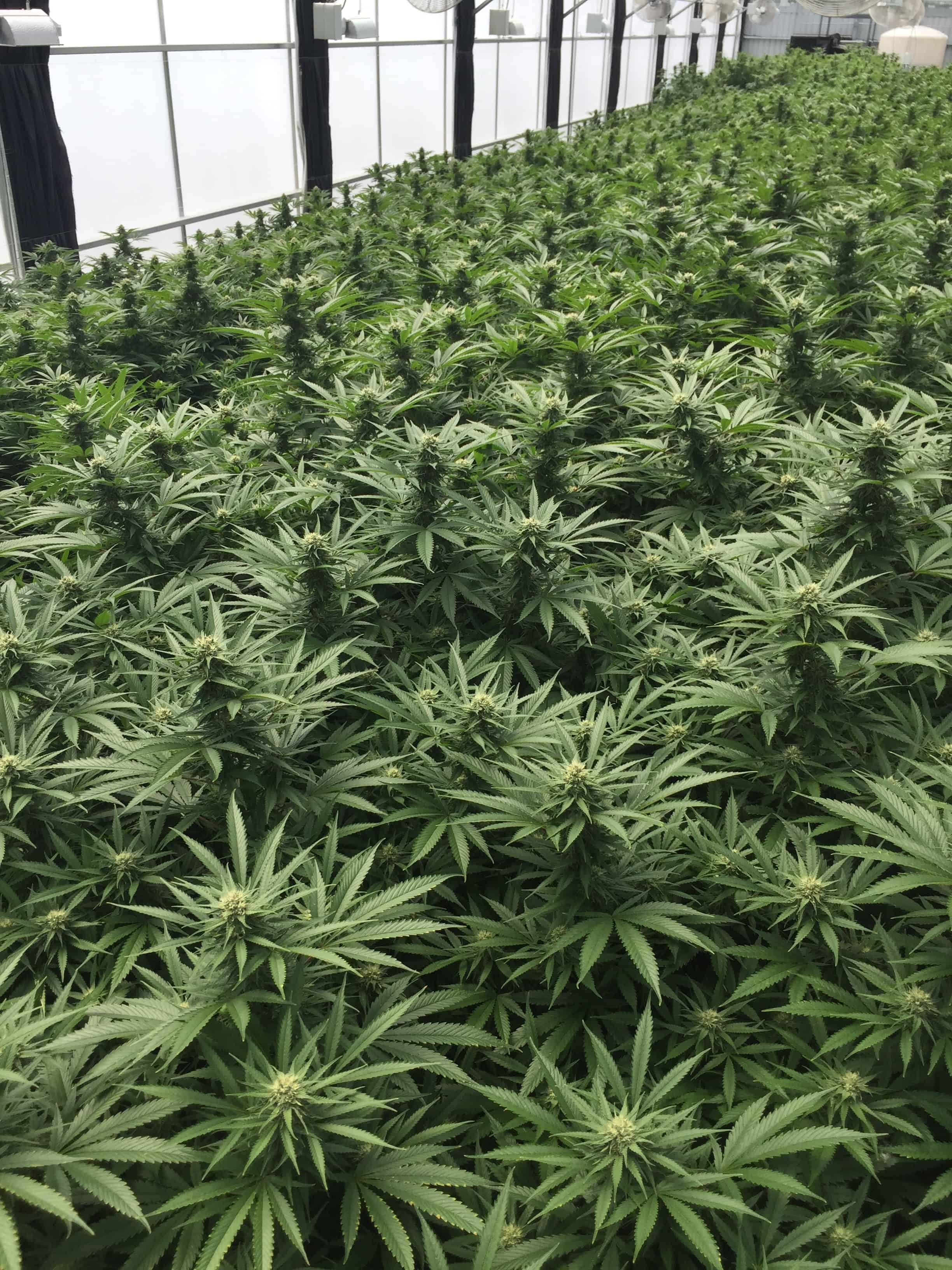 water soluble nutrients help make strong cannabis crops